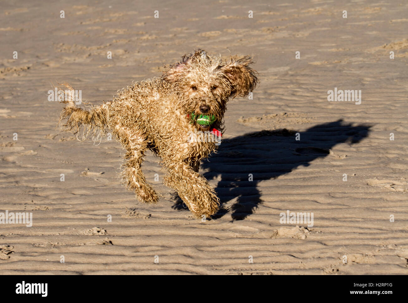 Southport, Lancashire. Il 2 ottobre, 2016. Regno Unito Meteo: perfetta per iniziare la giornata con un cielo terso e sole come proprietari di cani esercitare i loro cani sulla spiaggia Ainsdale. Una varietà di animali, tra cui Cocker Épagneuls, gatti e uno strano ricci Cockapoo pet chiamato Roger chase in su e in giù il foreshore schizzi nelle acque di marea del mare d'Irlanda. © MediaWorld Immagini/Alamy Live News Credito: MediaWorldImages/Alamy Live News Foto Stock