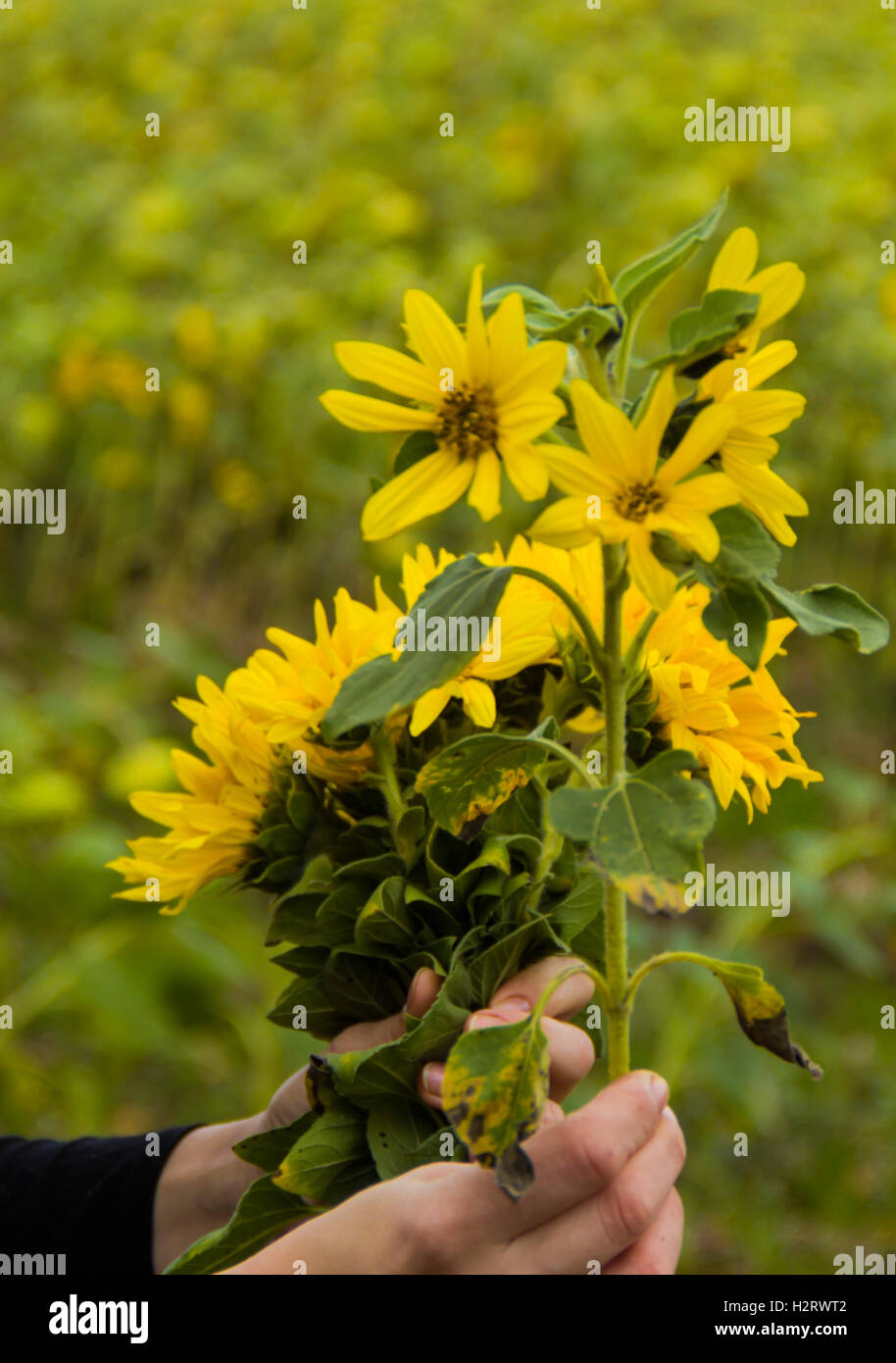 Girasole Foto Stock