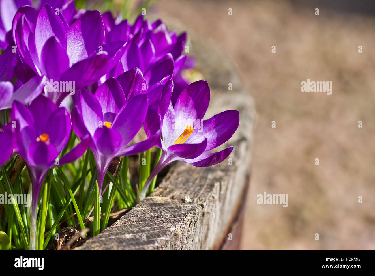 Viola fiore Crocus Foto Stock