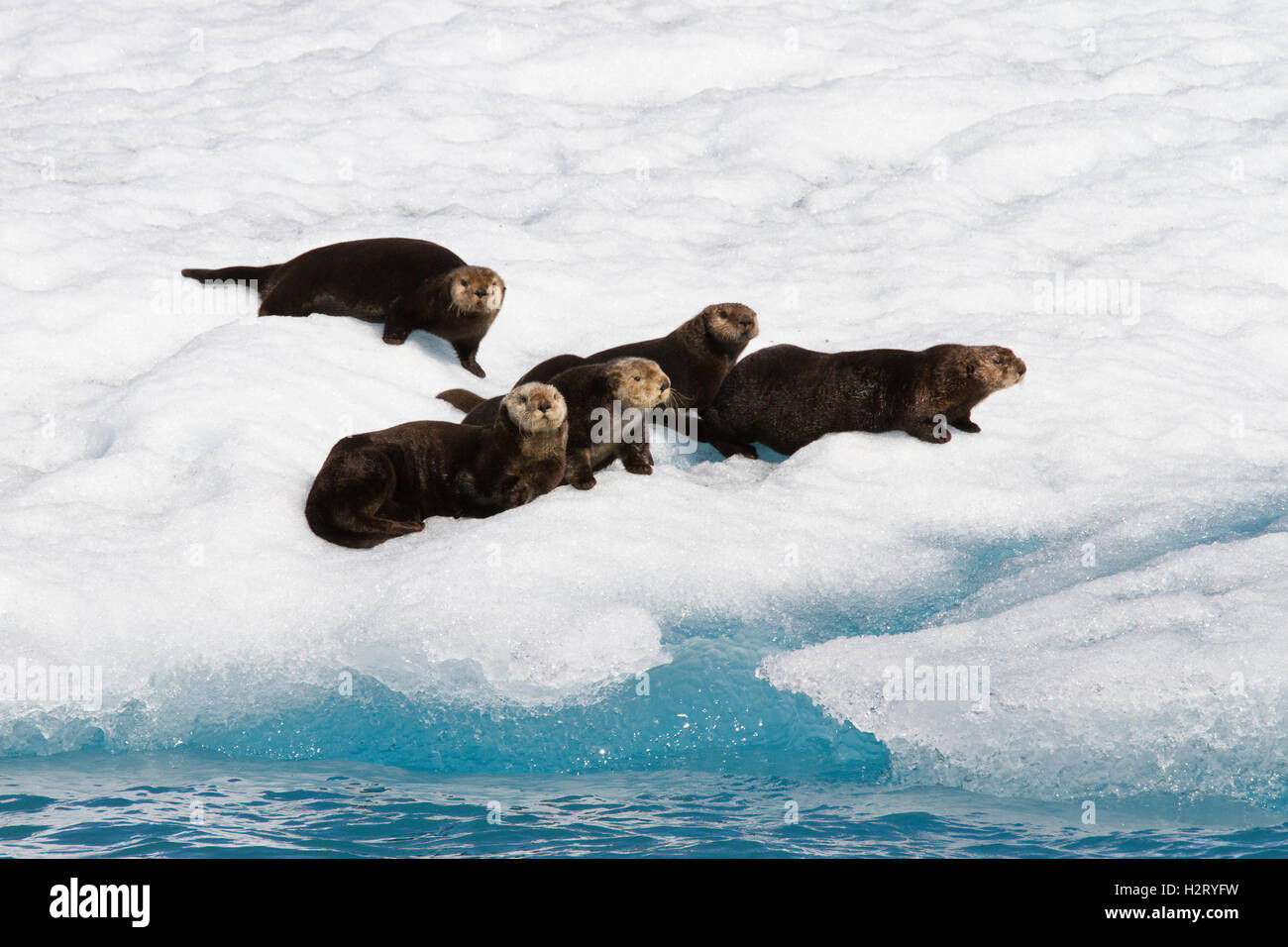 Mare del Nord le lontre su un iceberg, Columbia Bay, Prince William Sound, Alaska Foto Stock
