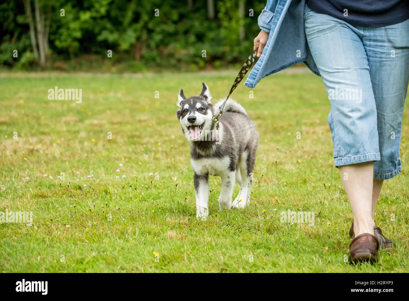 Dashiell, a tre mesi di vecchi Alaskan Malamute cucciolo a malincuore camminando con il suo proprietario in un parco locale in Issaquah, Washington Foto Stock