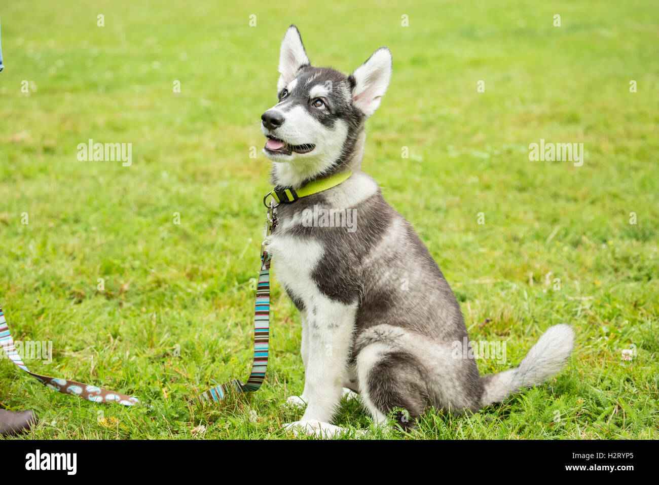 Dashiell, a tre mesi di vecchi Alaskan Malamute cucciolo "apprendimento it' e 'stay' comanda al parco in Issaquah, Washington, Stati Uniti d'America Foto Stock