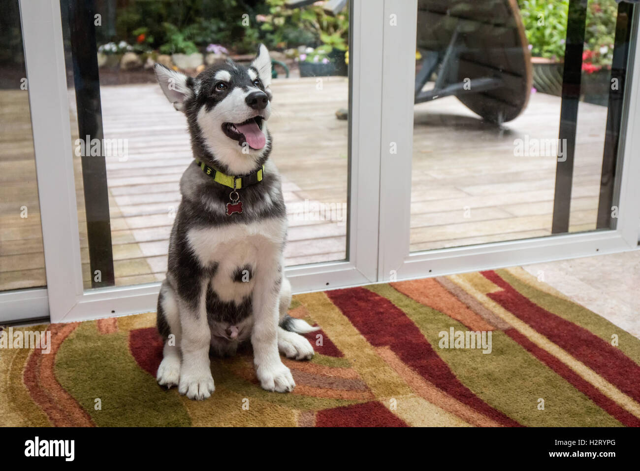 Dashiell, a tre mesi di vecchi Alaskan Malamute cucciolo ritratto in una sala al sole in Issaquah, Washington, Stati Uniti d'America Foto Stock