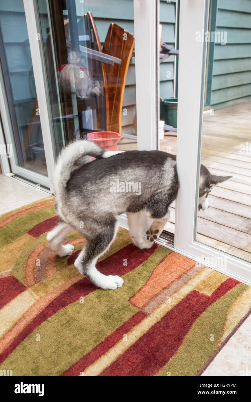 Dashiell, a tre mesi di vecchi Alaskan Malamute cucciolo cercando di fuori attraverso una piccola apertura praticata da una porta a vetri scorrevole Foto Stock