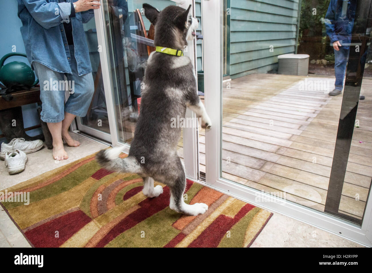 Dashiell, a tre mesi di vecchi Alaskan Malamute cucciolo cercando di andare fuori attraverso una piccola apertura praticata da una porta a vetri scorrevole Foto Stock