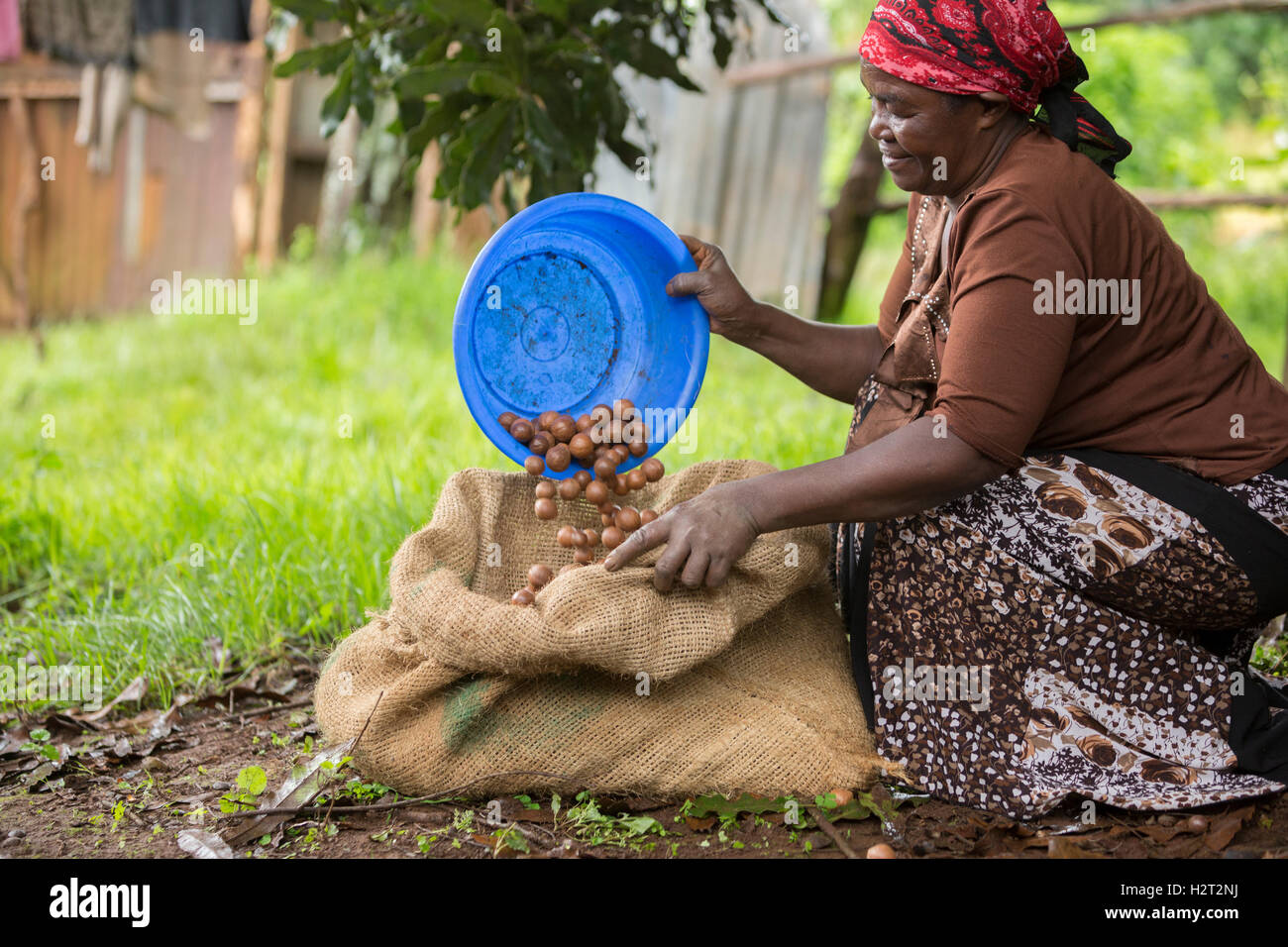 Un commercio equo coltivatore sacchi raccolti di fresco di noci di macadamia nella contea di Kirinyaga, Kenya. Foto Stock