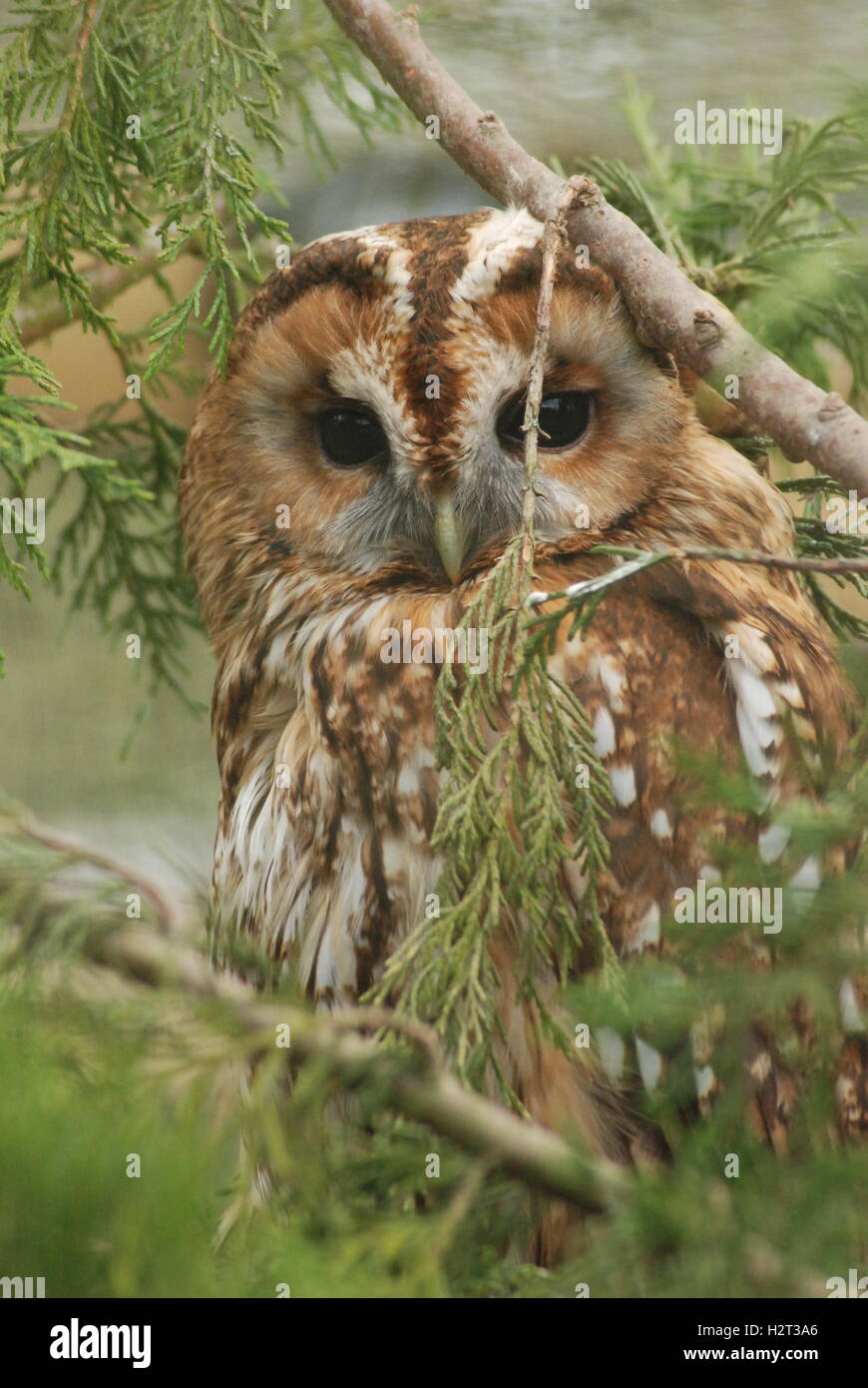 Tawny OWL (Strix aluco) al British Wildlife Centre di Surrey, Regno Unito Foto Stock