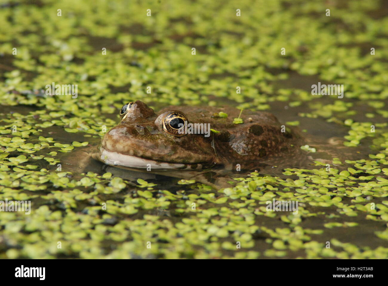 Rana comune (Rana temporaria) tra anatrockweed in uno stagno di fauna selvatica, Regno Unito Foto Stock