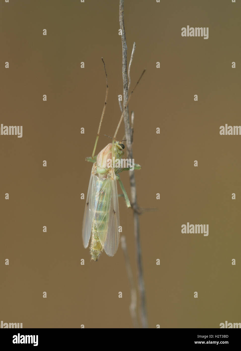 Femmina non mordere midge - specie di Chironomus - famiglia Chironomidae - A Hampshire brughiera di habitat in Inghilterra Foto Stock