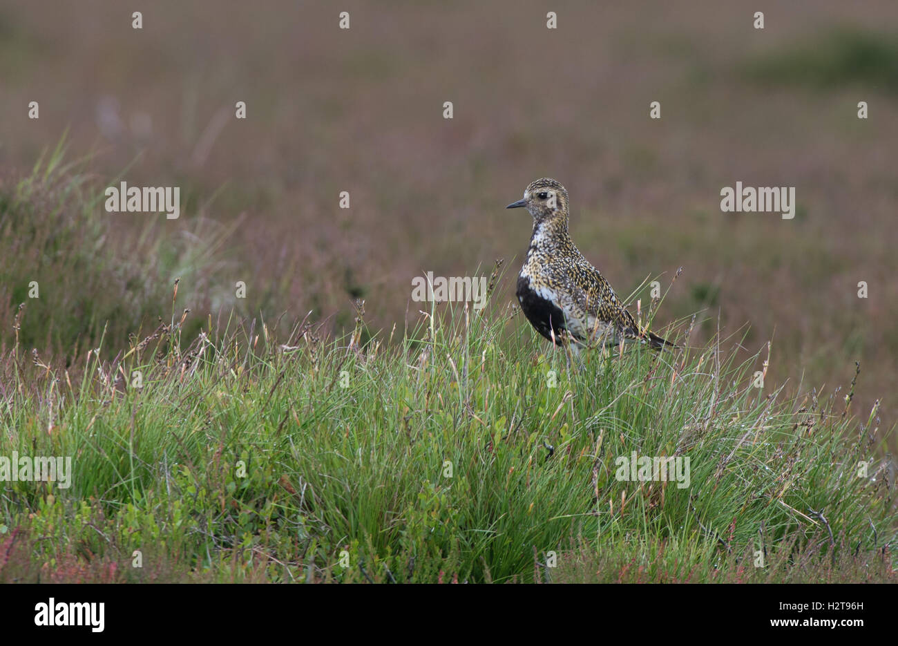 European Golden Plover-Pluvialis apricaria in allevamento piumaggio. Regno Unito Foto Stock