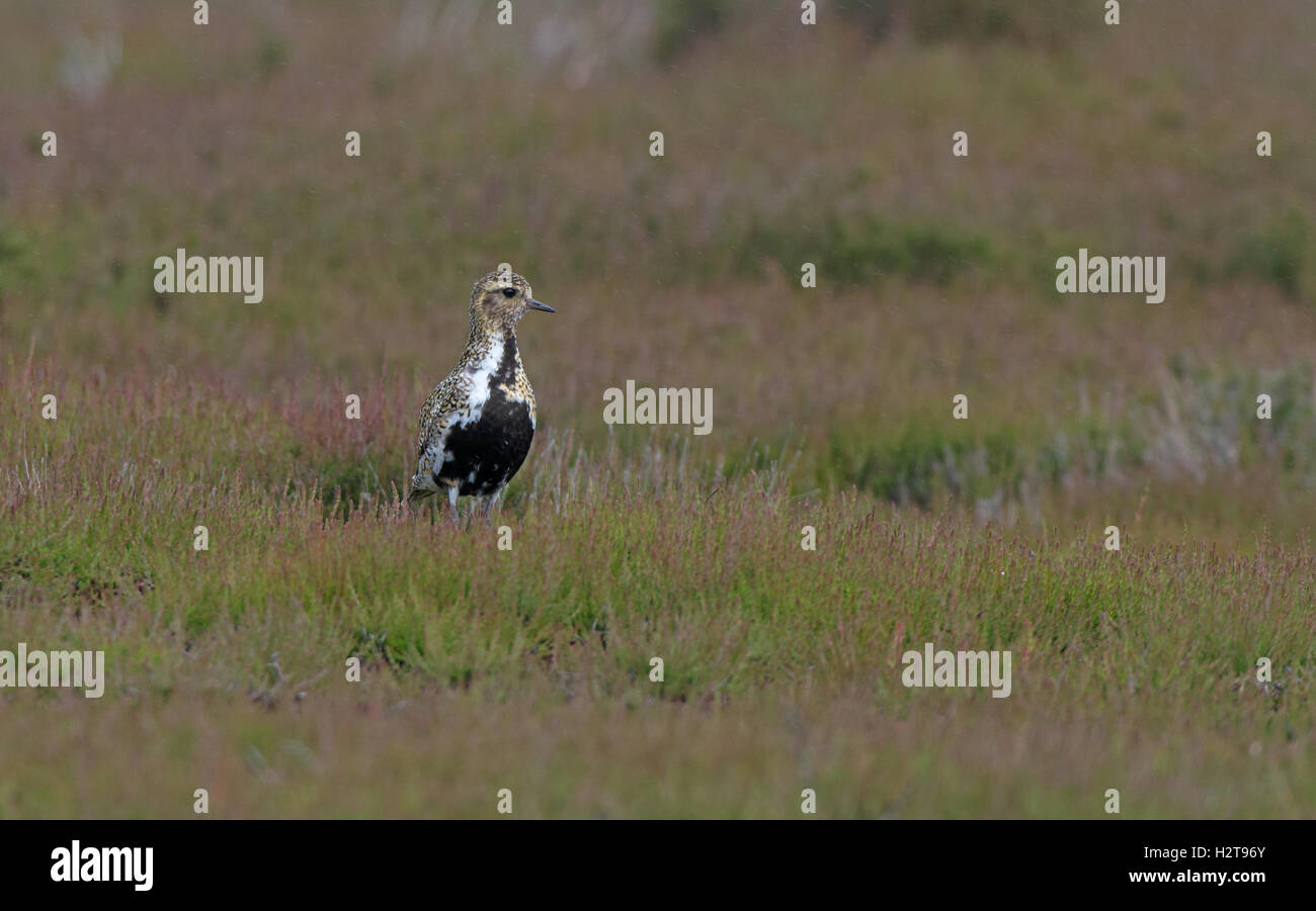 European Golden Plover-Pluvialis apricaria in allevamento del piumaggio durante la pioggia. Regno Unito Foto Stock