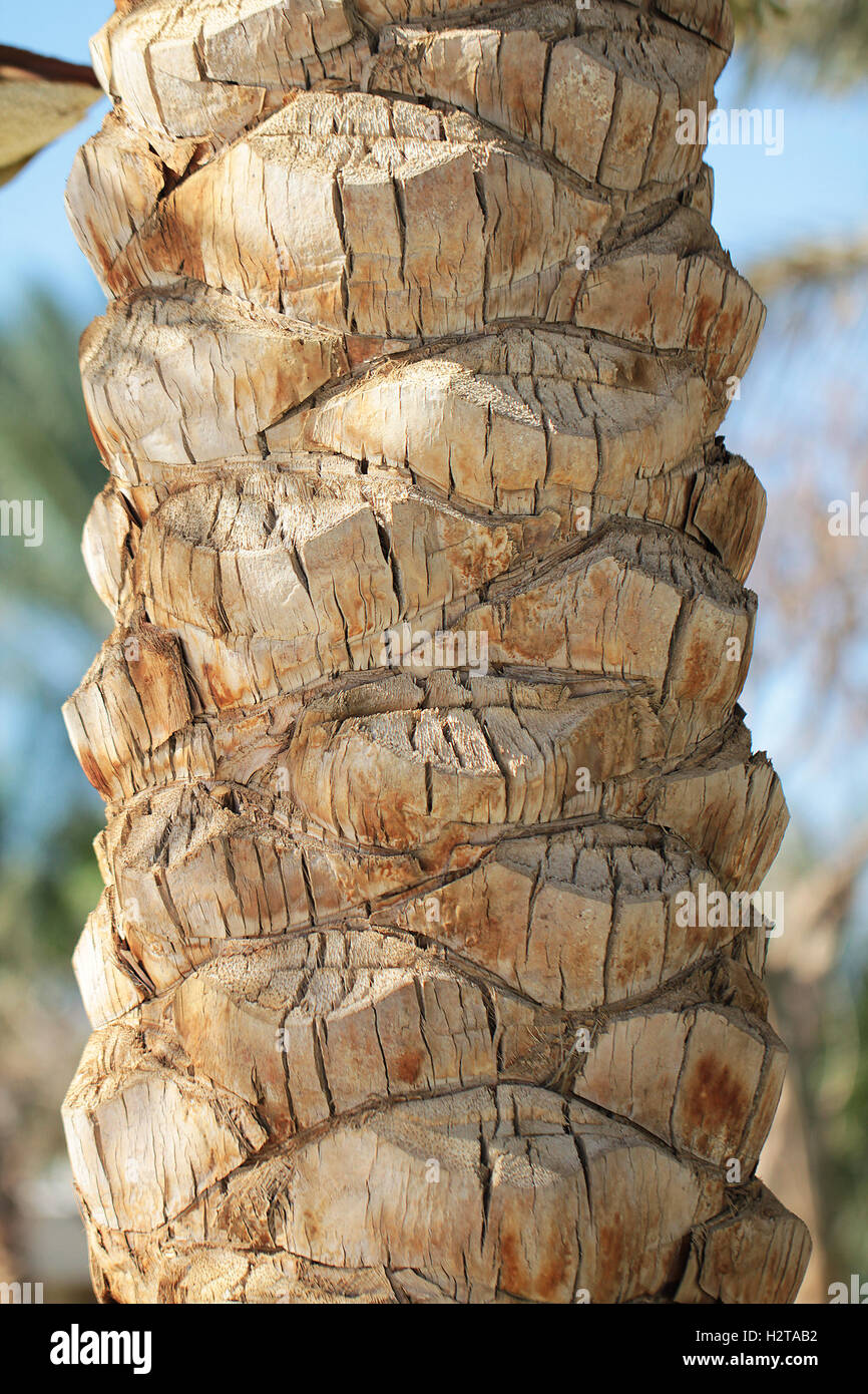 Palm tree texture trunk close up foto Foto Stock