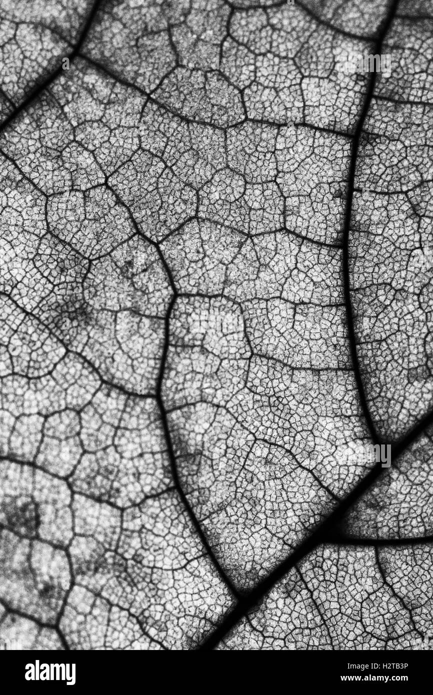 Foglie macro close up foto sfondo texture in bianco e nero Foto Stock