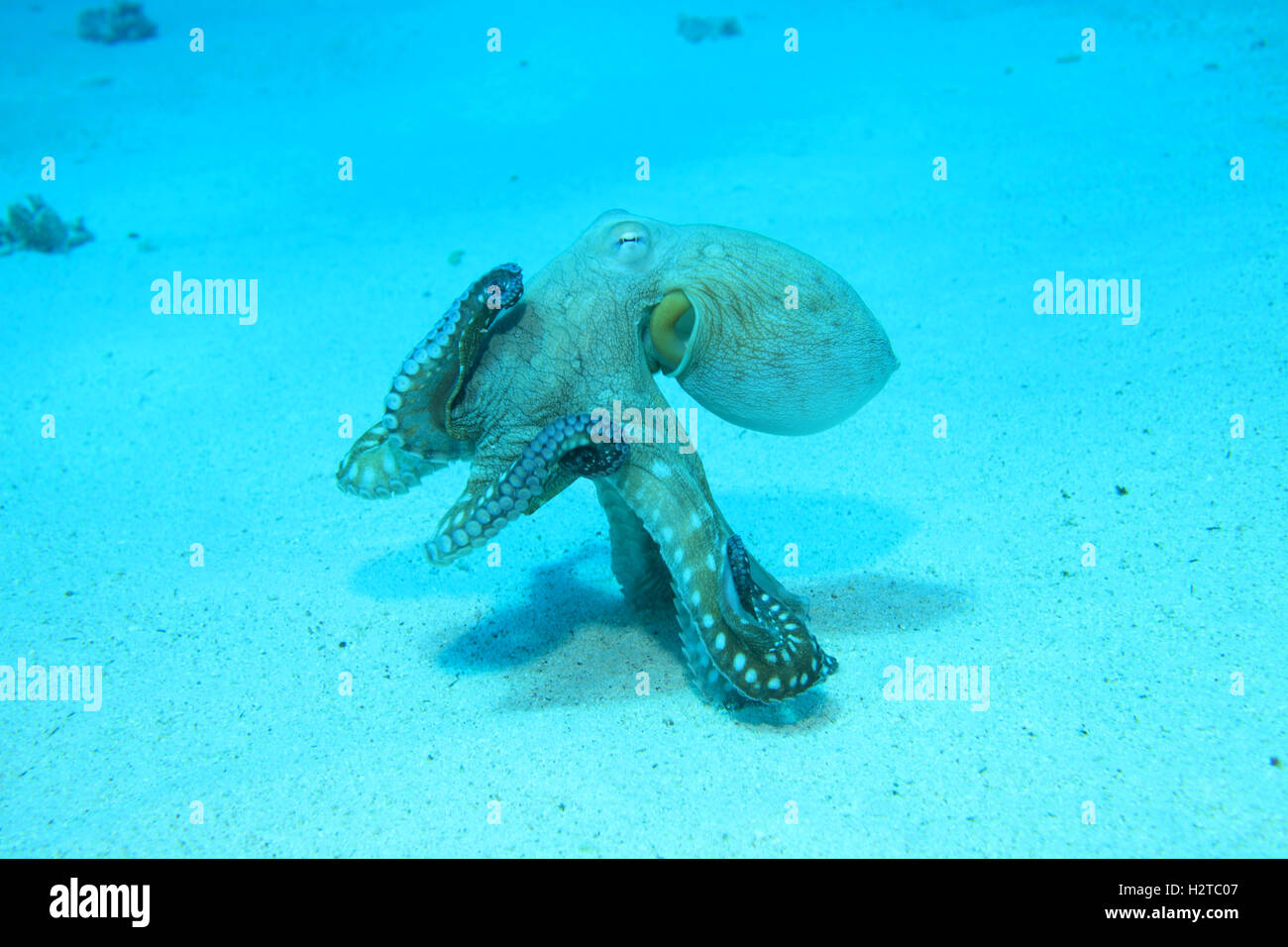 Reef polpo (Octopus cyanea) sott'acqua in tropical Coral reef del Mar Rosso Foto Stock