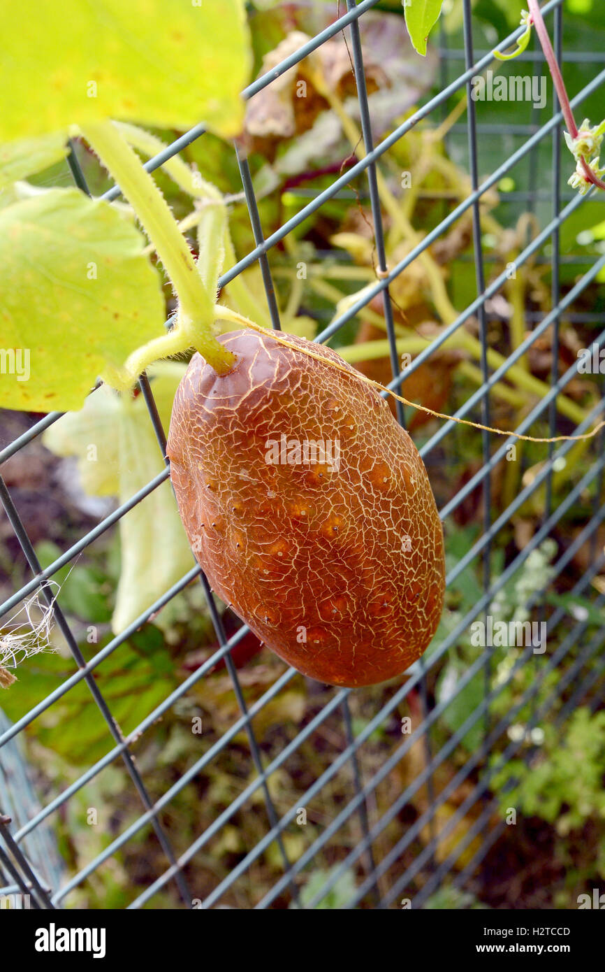 Insolito russo marrone cetriolo cresce su rete metallica in una patch vegetale Foto Stock