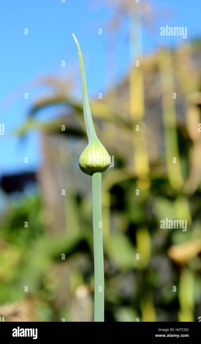 Aglio scape Nello shallow focus sullo sfondo di vegetali che crescono in un riparto in una giornata di sole Foto Stock