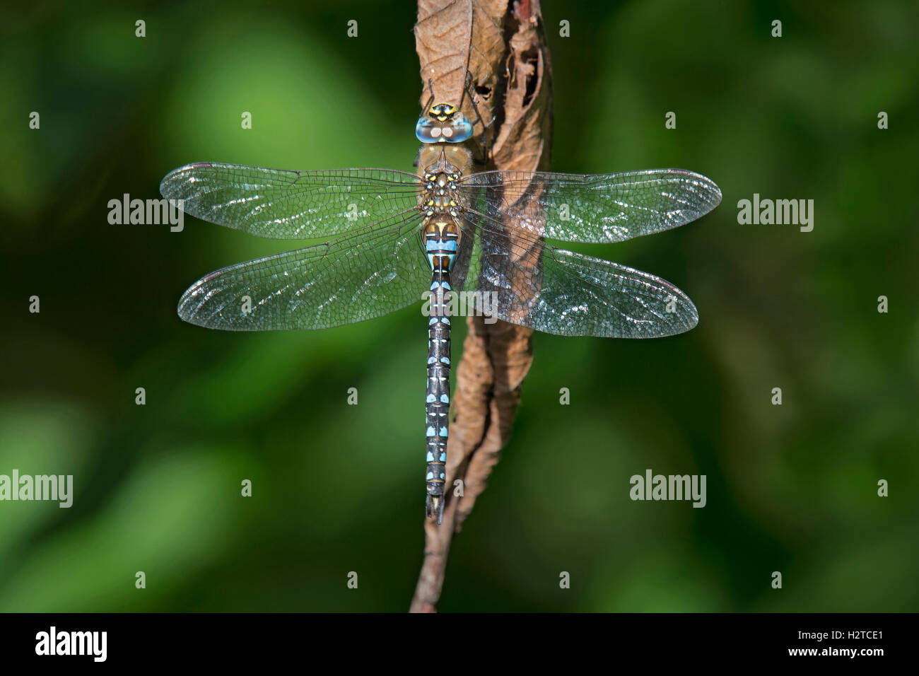 Migrant Hawker Dragonfly, Aeshna mixta, maschio a riposo sulla foglia morta, Lancashire, Inghilterra, Settembre Foto Stock