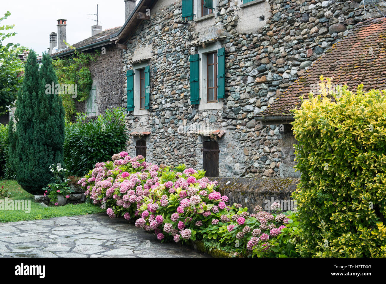 Casa naturale parete di roccia con windows ed ortensie, medievale villaggio storico di Yvoire, Alta Savoia, Francia Foto Stock
