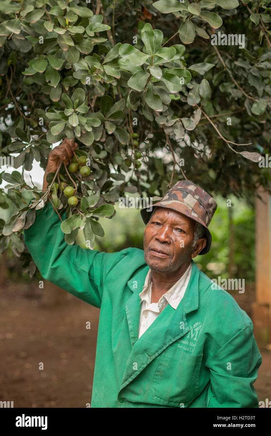 Il commercio equo e solidale di noce macadamia coltivatore nella contea di Kirinyaga, Kenya. Foto Stock