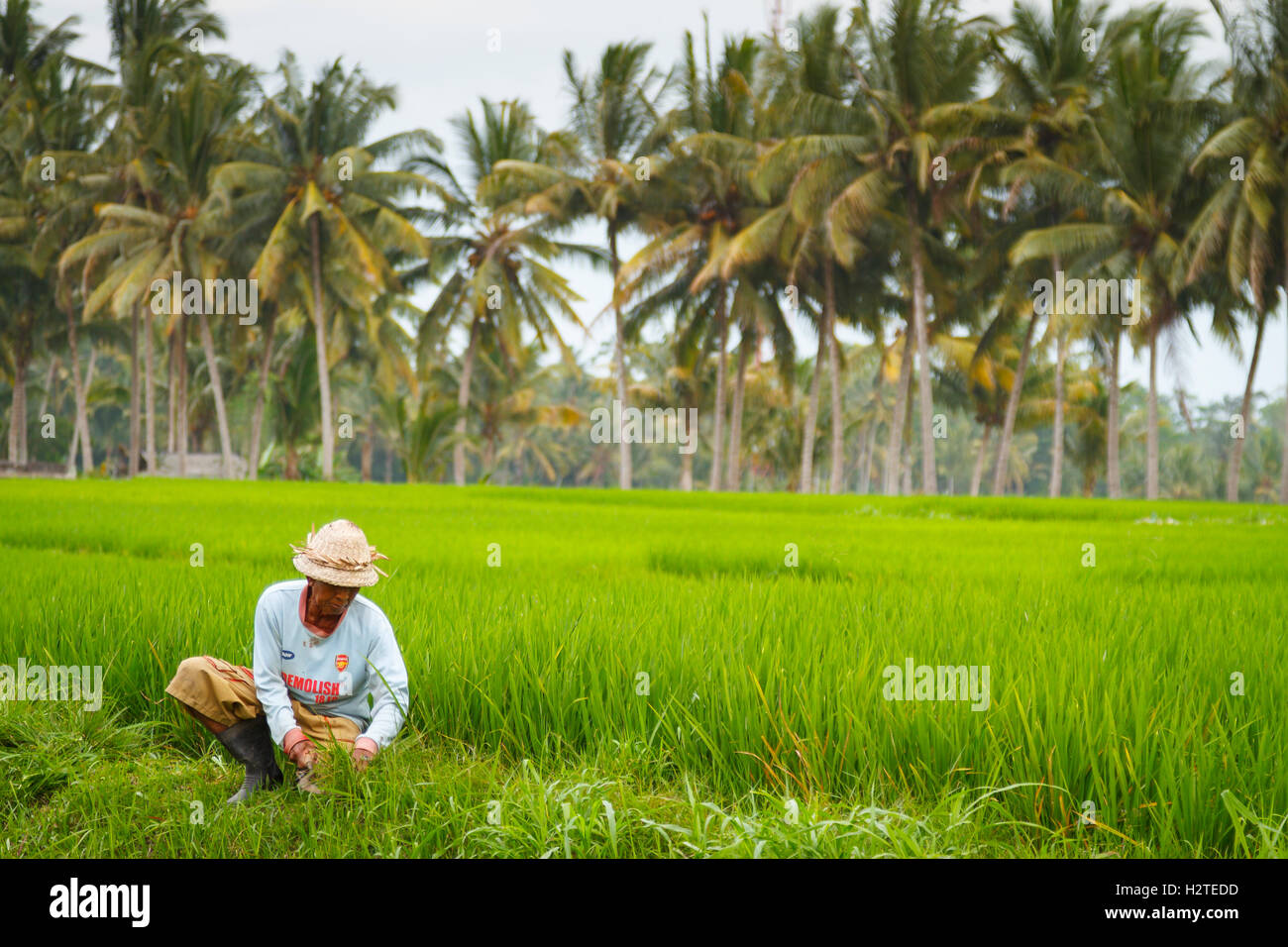 Uomo in un campo di riso. Bali. Indonesia asia. Foto Stock