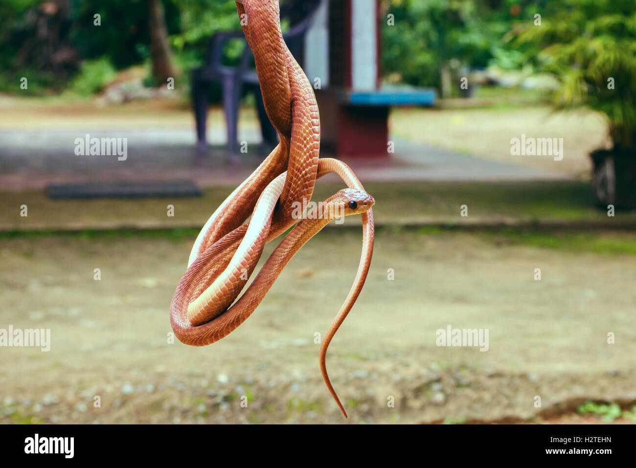 Snake colombo Wolf o floreale Foto Stock