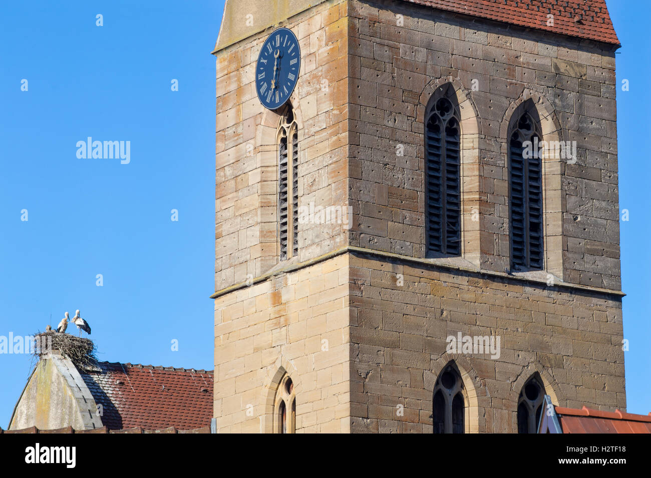 Cicogne bianche nidi su un tetto della chiesa nel villaggio di Eguisheim, Alsazia, Francia Foto Stock