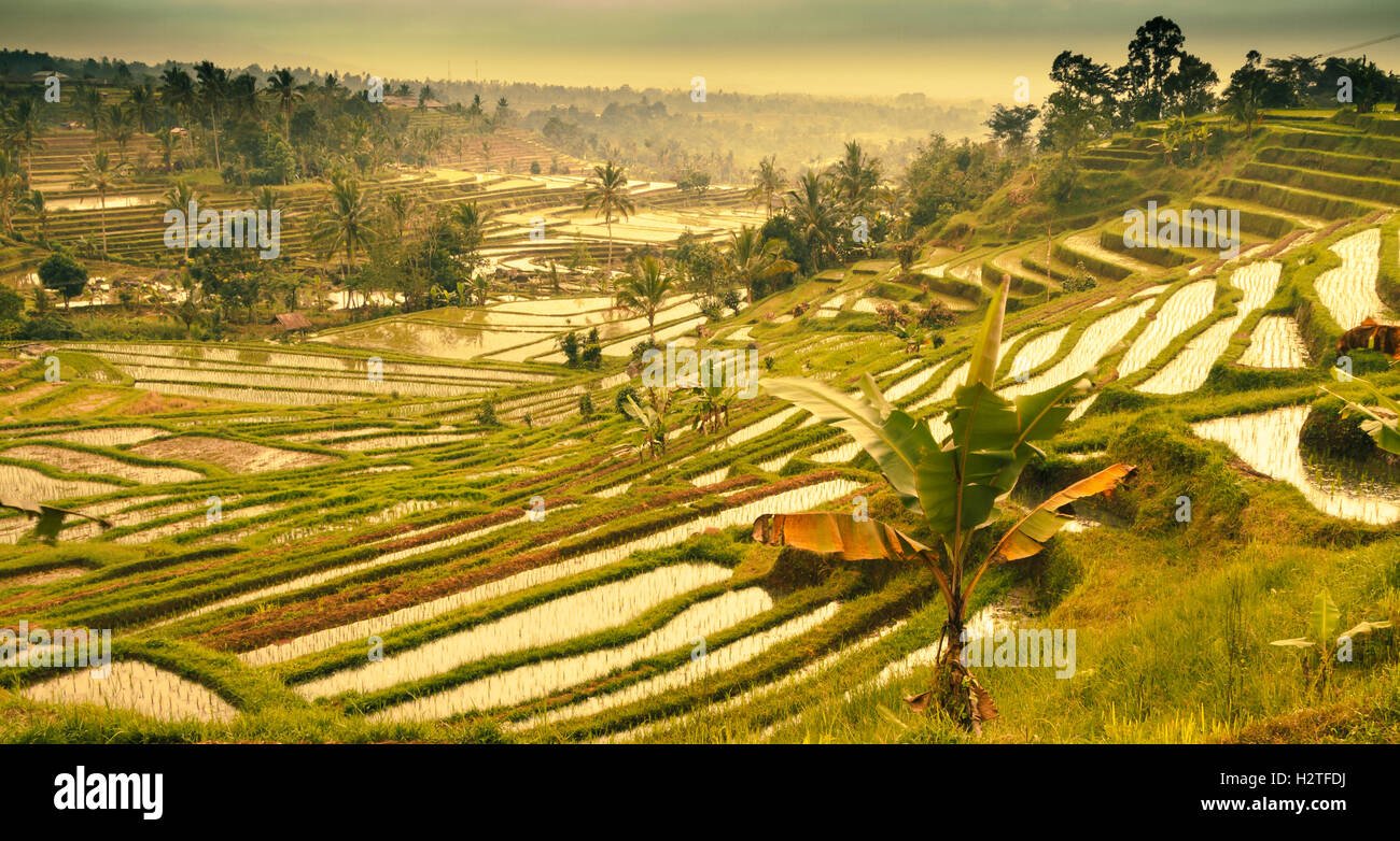 Jatiluwih terrazze di riso. Bali. Indonesia asia. Foto Stock