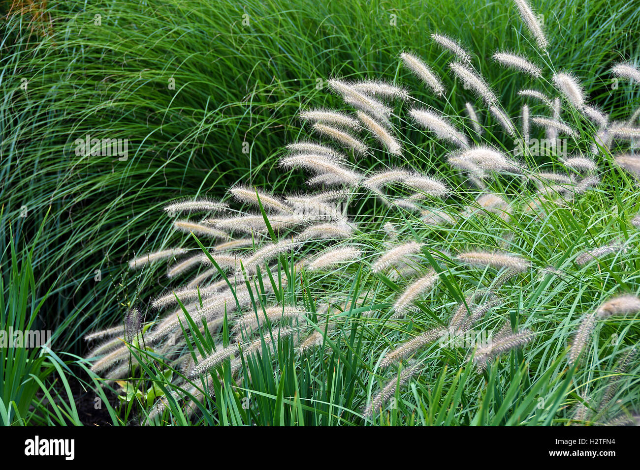 Varietà di erba di ornamento in giardino paesaggistico Foto Stock