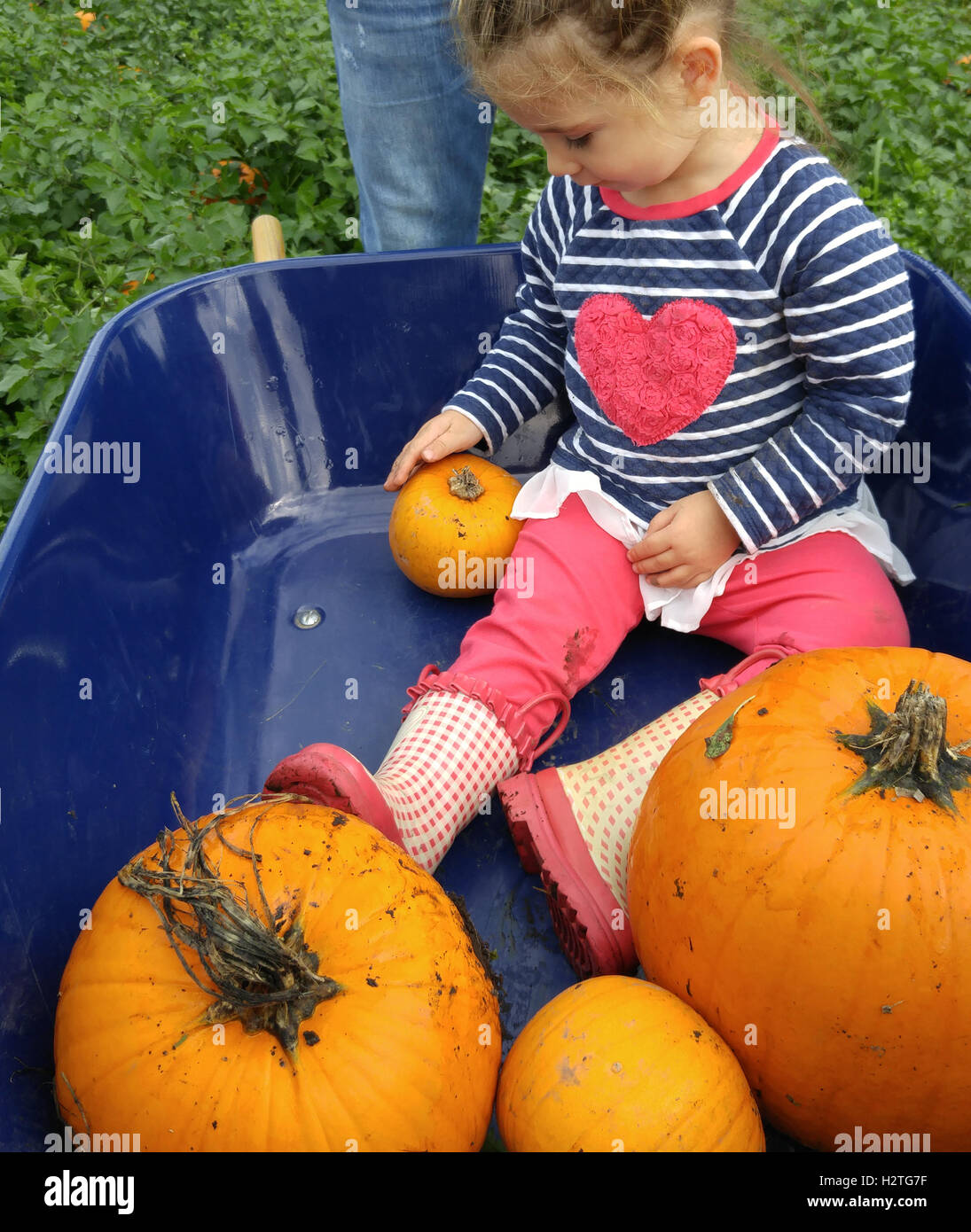 Bambina in carriola di zucca. Foto Stock