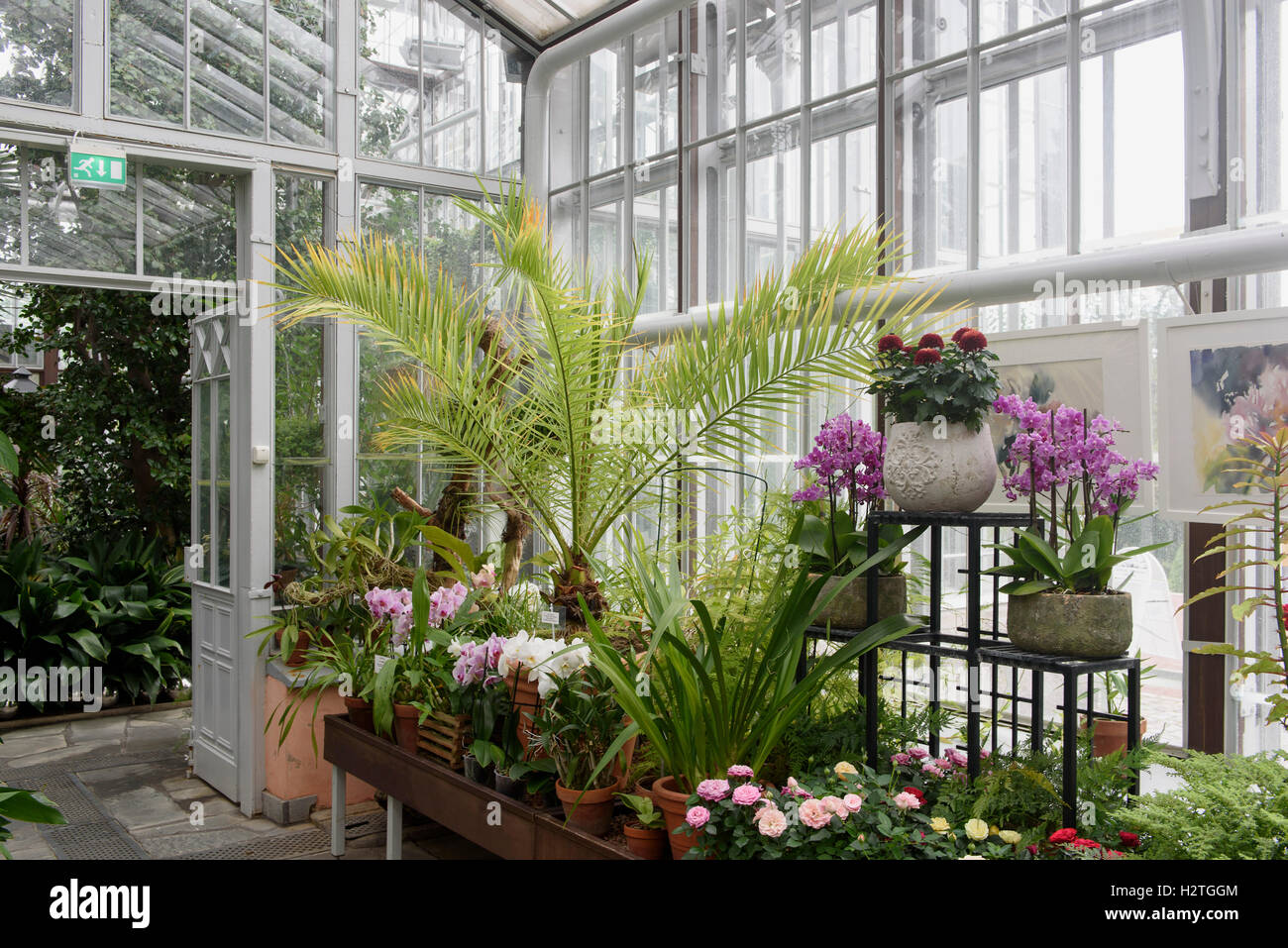 Comunale giardino invernale, Helsinki, Finlandia Foto Stock