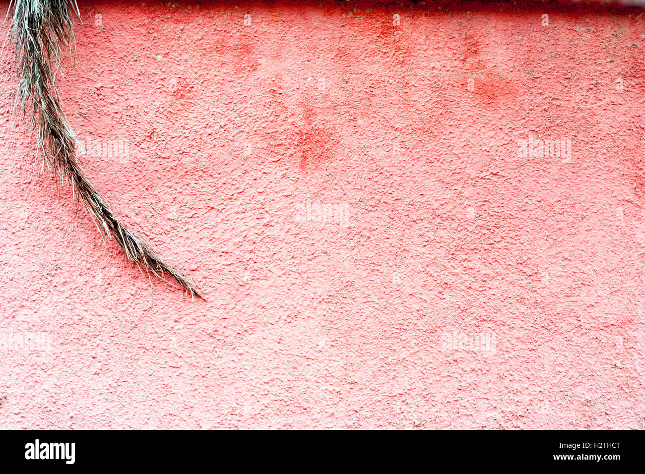 Meno è più : shot minimalista di vegetazione asciutta contro un colore rossastro superficie ruvida/parete. Foto Stock