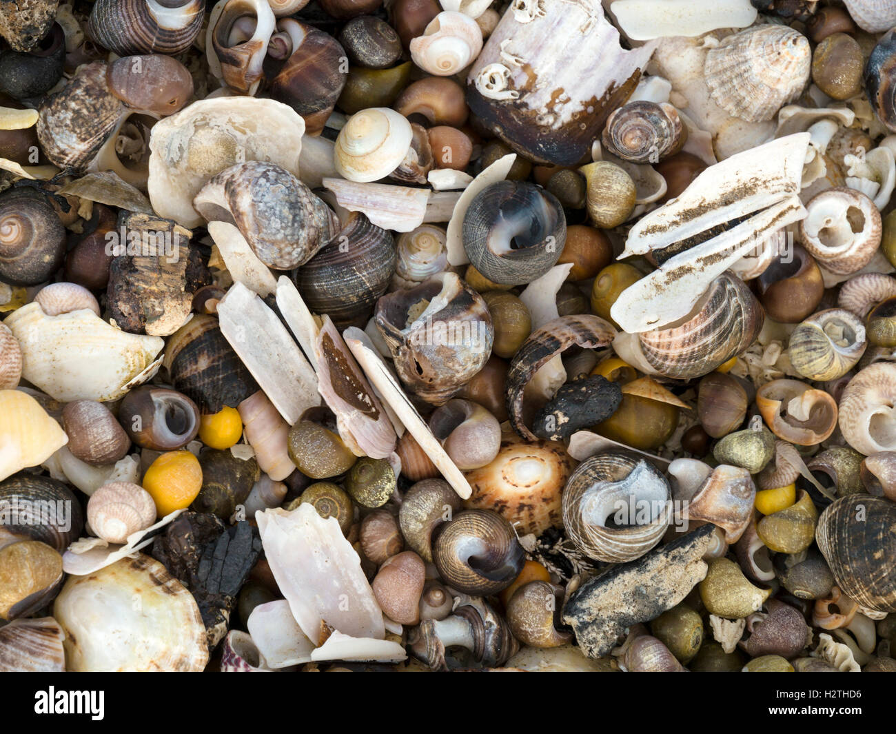 Conchiglie di mare sulla spiaggia, closeup. Foto Stock