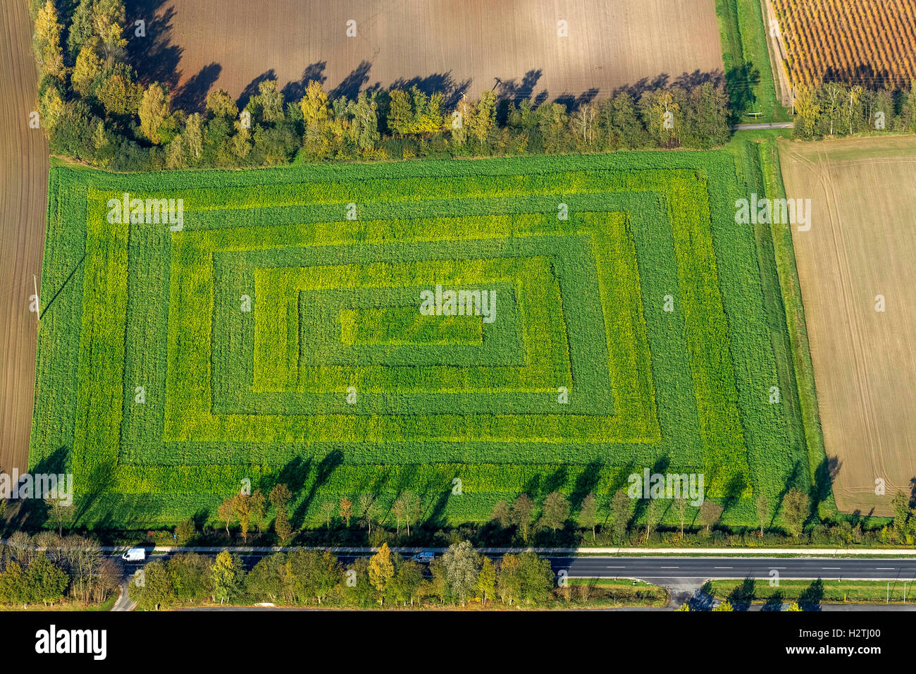 Fotografia aerea, modellato campo di mais in Bassa Sassonia, agricoltura, villaggio Glan, Bassa Sassonia, Germania, Europa, fotografia aerea Foto Stock