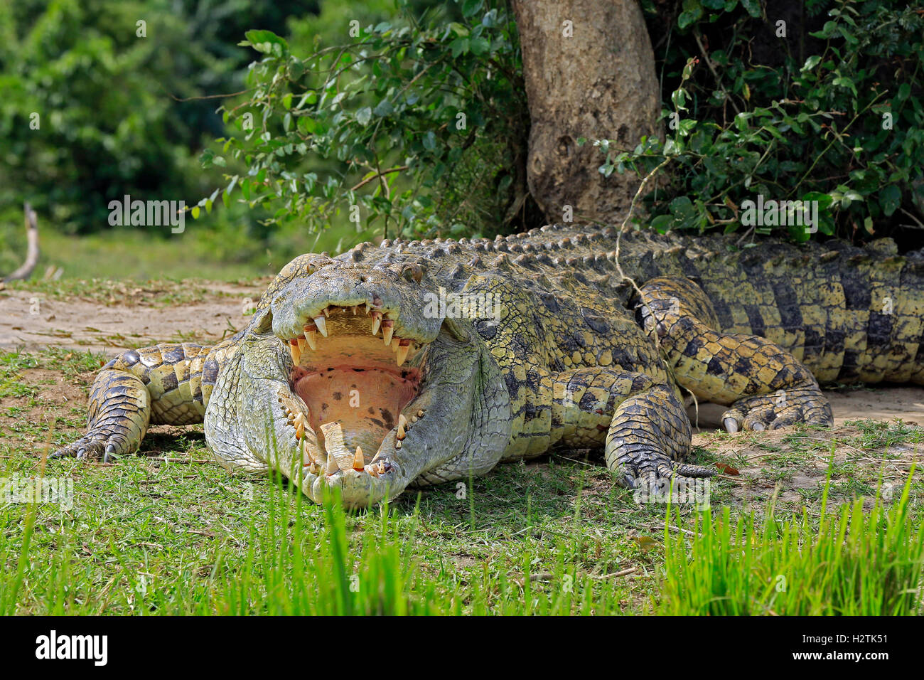 Coccodrillo del Nilo (Crocodylus niloticus) con bocca aperta, adagiata sulla riva del fiume. Murchison Falls, Uganda Foto Stock