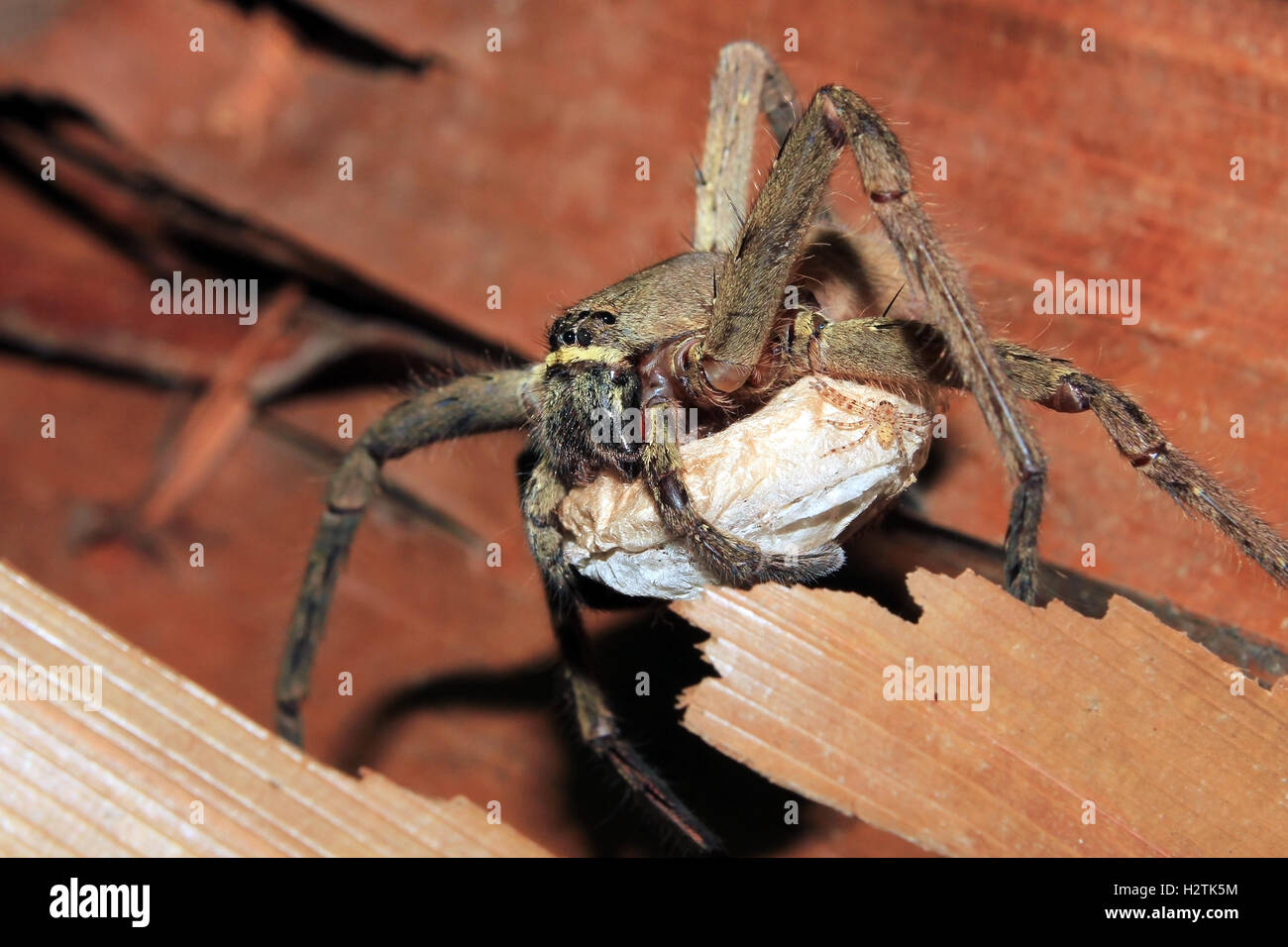 Spider che trasporta un sacco di uovo. Kampung Mabul, Papua occidentale, in Indonesia Foto Stock