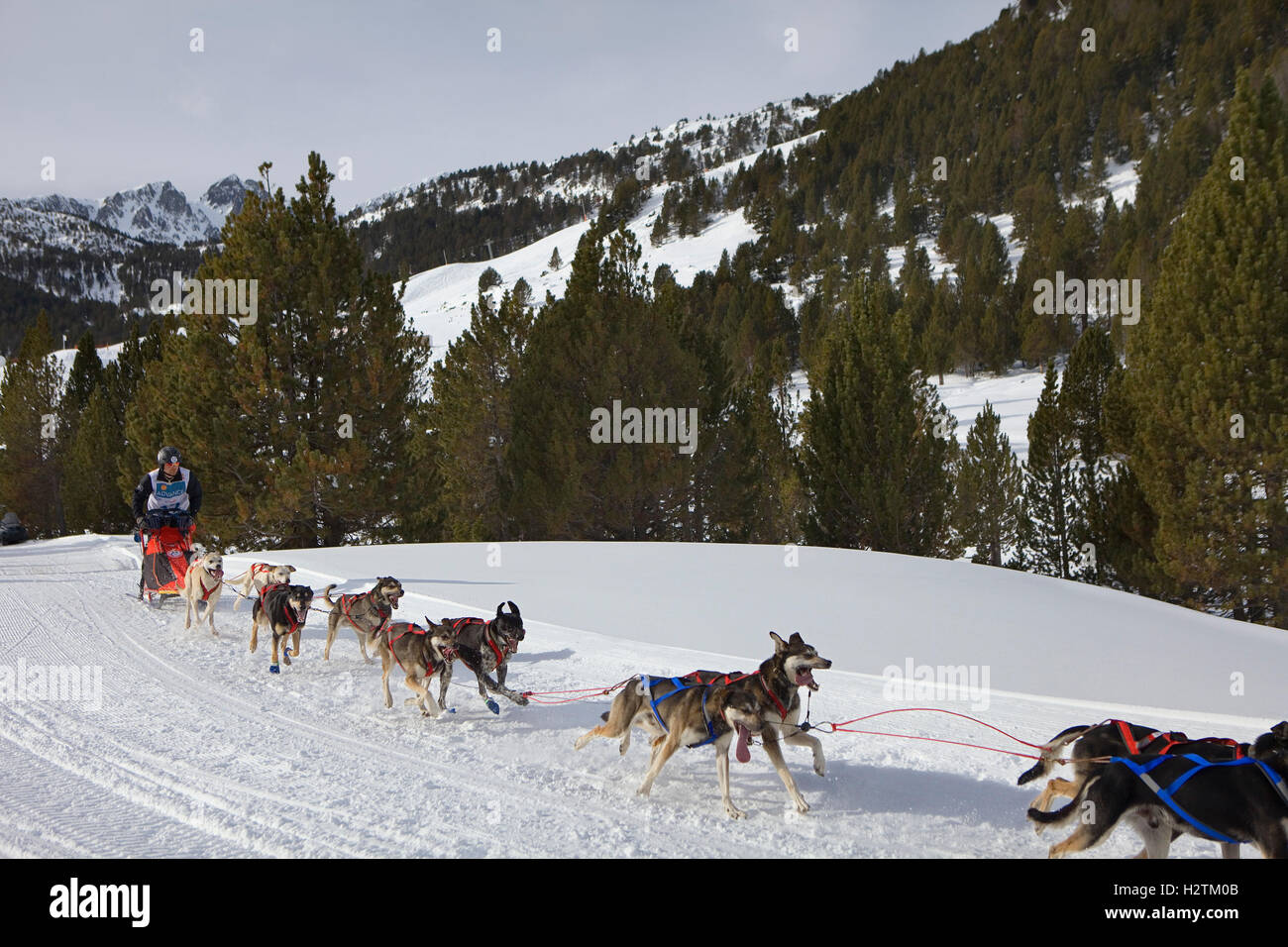 Pirena. Sled Dog Race nei Pirenei passando attraverso la Spagna, Andorra e la Francia. Grandvalira. Andorra Foto Stock