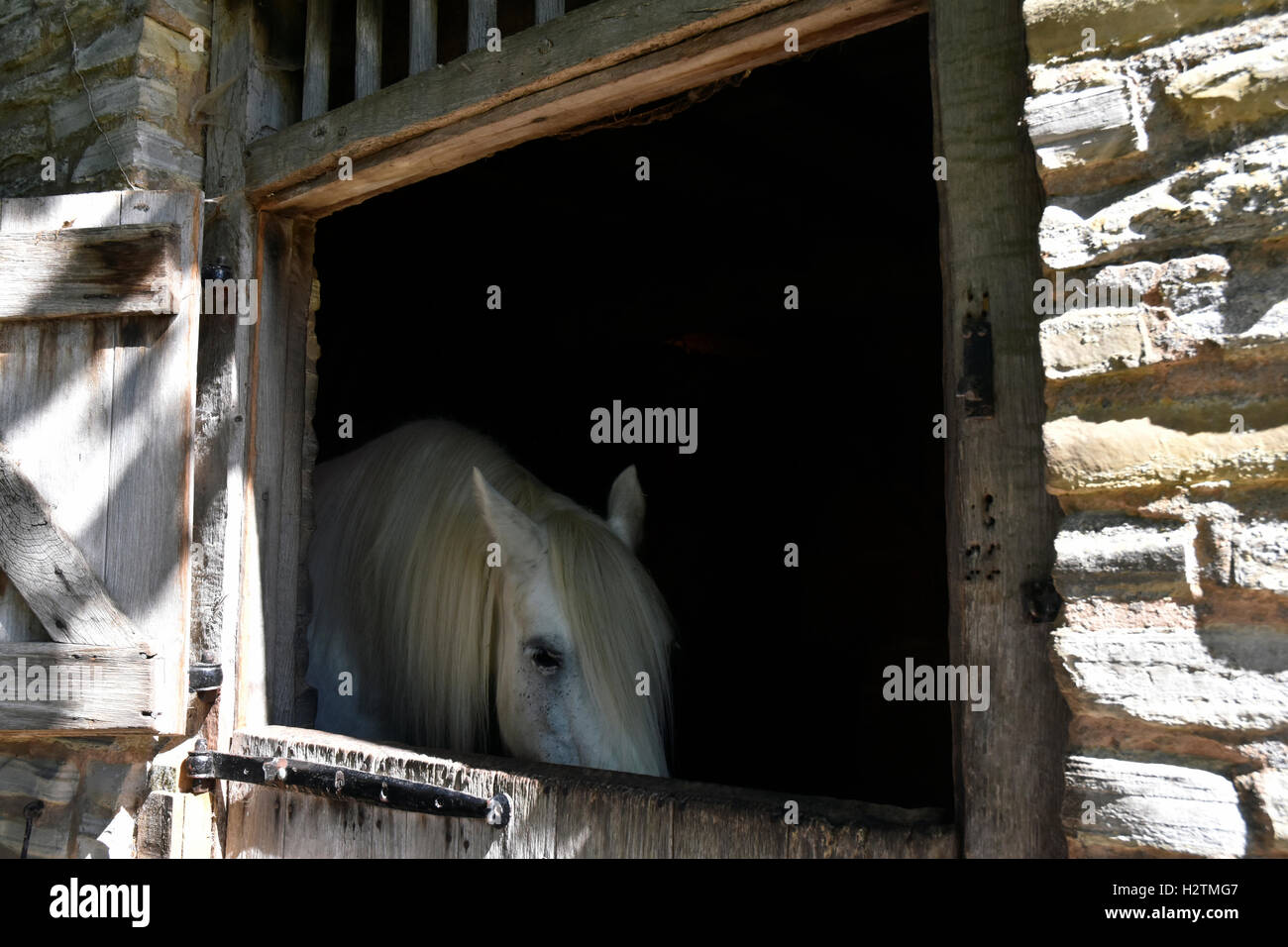 Il cavallo in una stalla Foto Stock