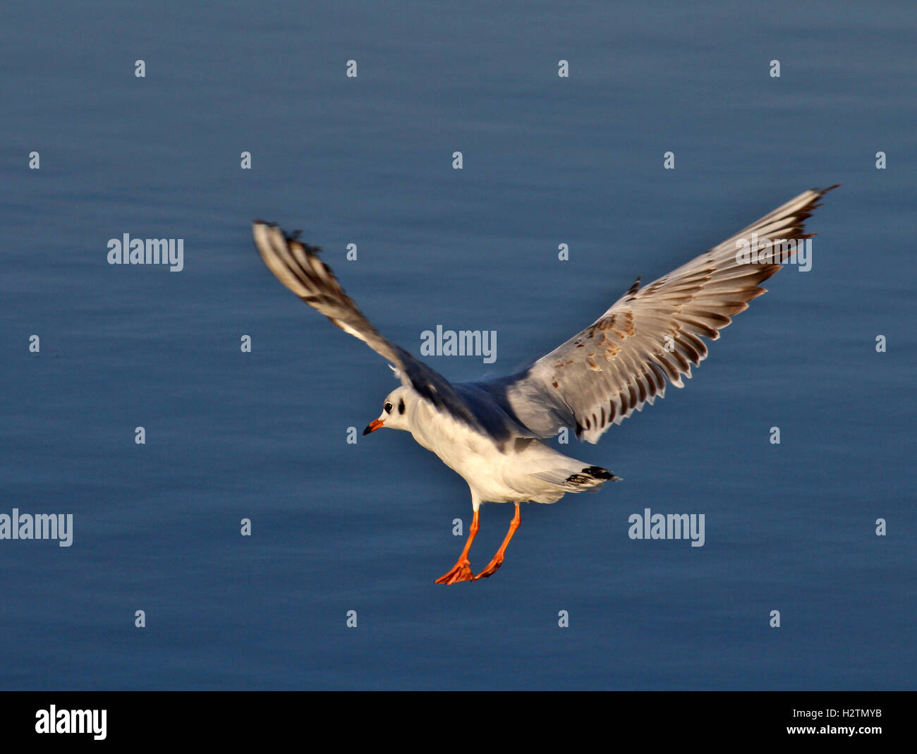 Seagull battenti su acqua Foto Stock