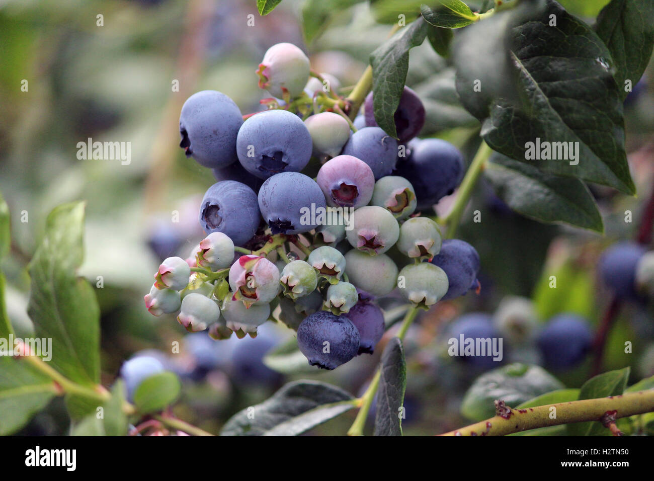 Mirtillo bush con entrambe mature e non-bacche mature, Yummy, sano e anti-ossidante, cervello bacche organiche, blu, foglie, rami Foto Stock
