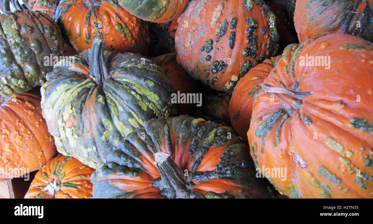 Zucche, arancione, nero, verde, verruche, zucche di Halloween, squash, autunno autunno, festosa, ringraziamento, torta, unico, intagliare, semi Foto Stock