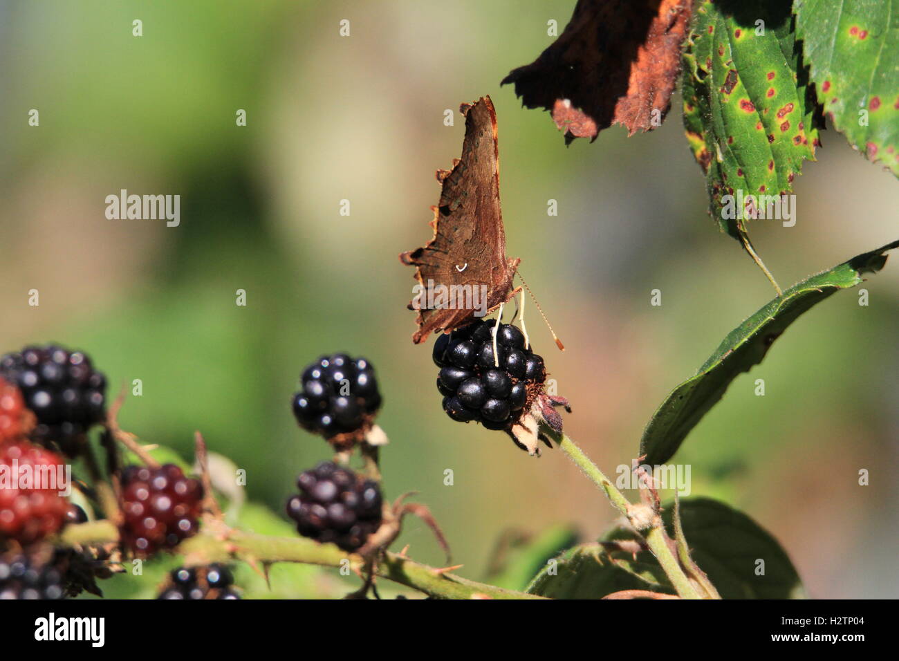 Virgola butterfly su Blackberry. Foto Stock
