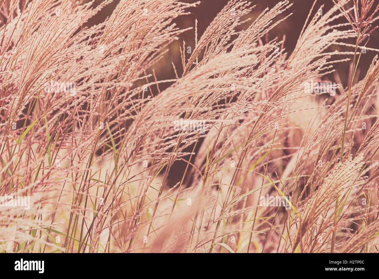 Miscanthus sinensis decorative ornamentali di erba a London Wetland Centre di Barnes. Foto Stock