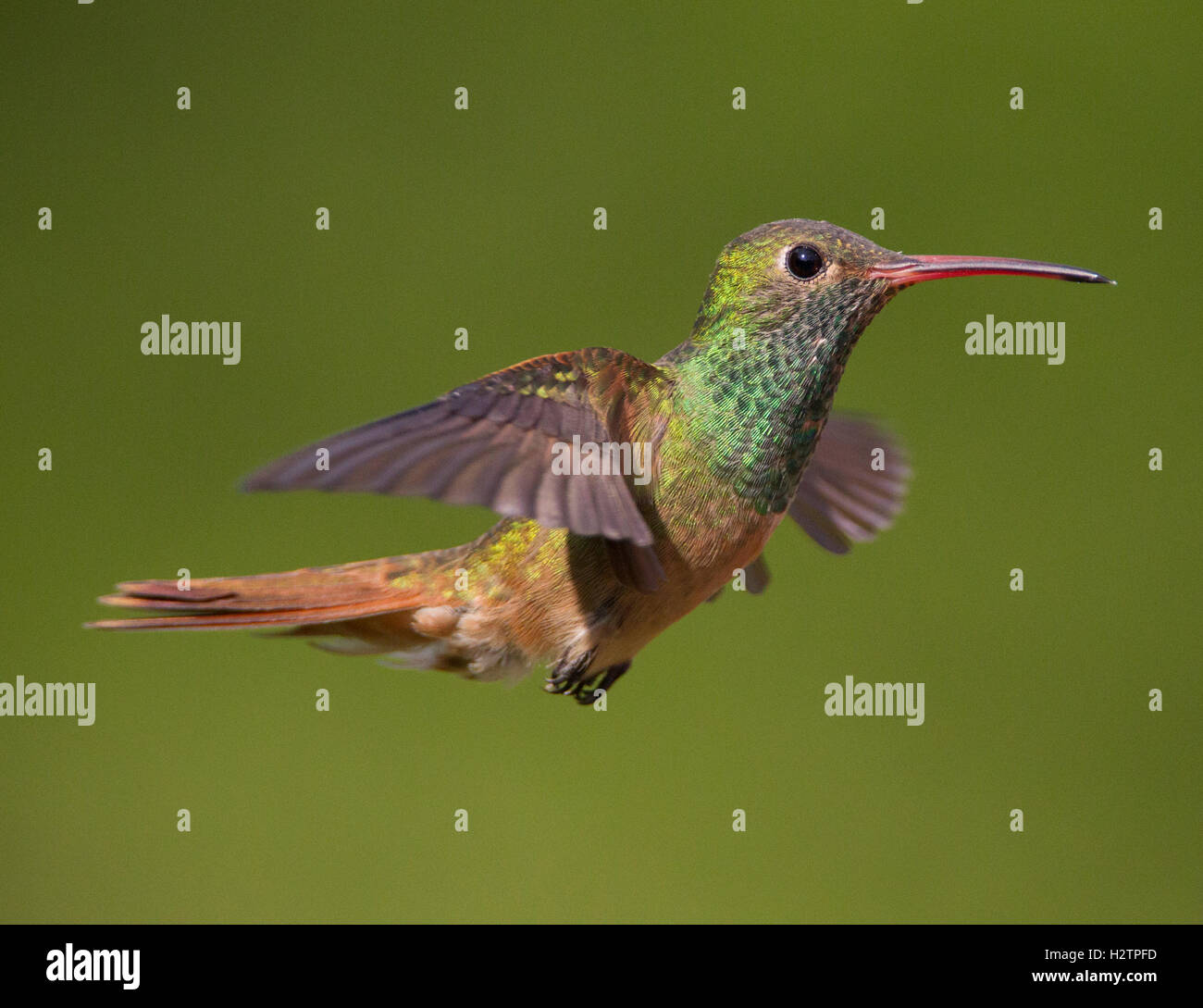 Buff-panciuto Hummingbird battenti all Estero Llano Grande State Park, Weslaco,Texas Foto Stock