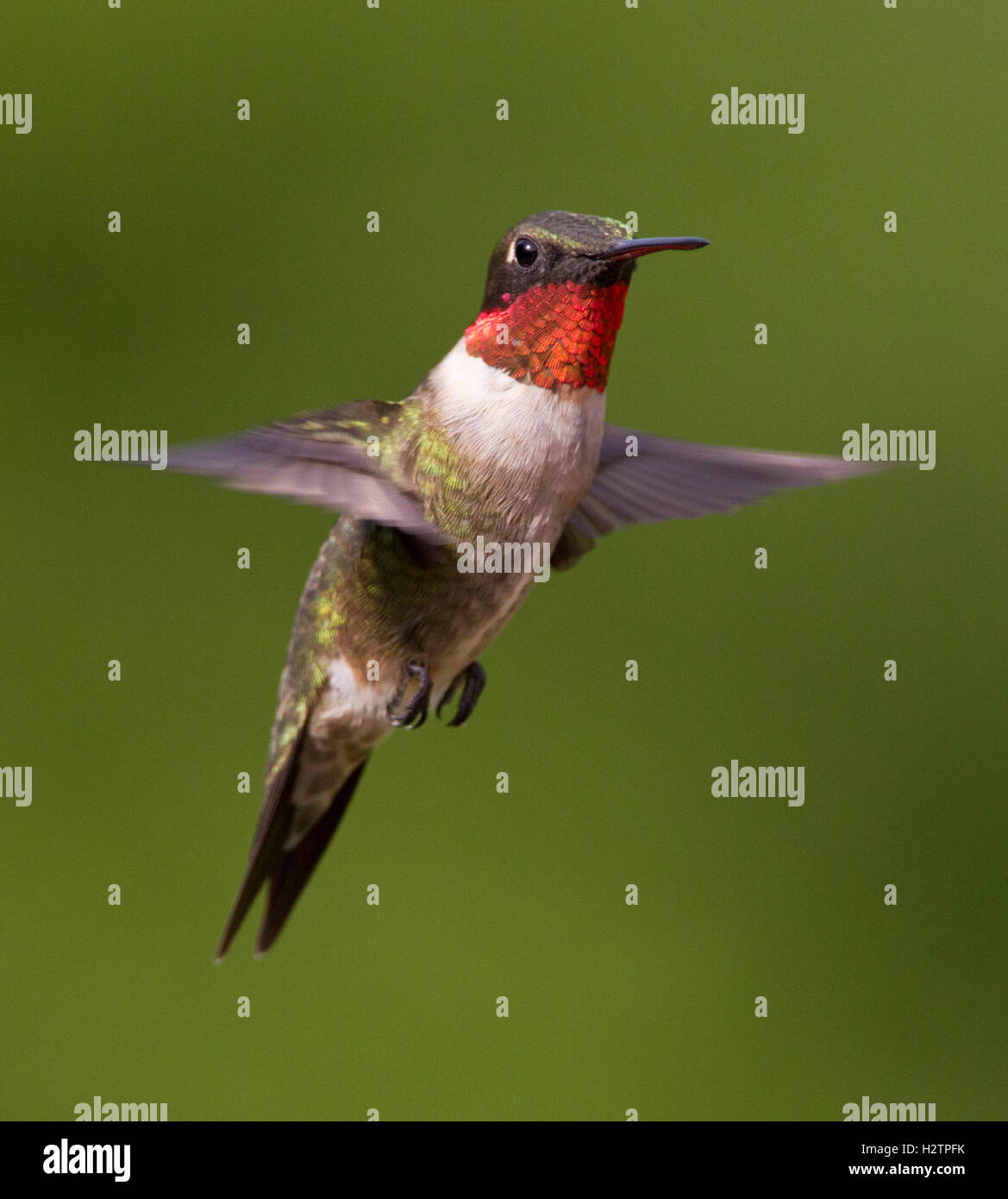 Ruby-throated Hummingbird, archilochus colubris, all Estero Llano Grande State Park, Texas Foto Stock