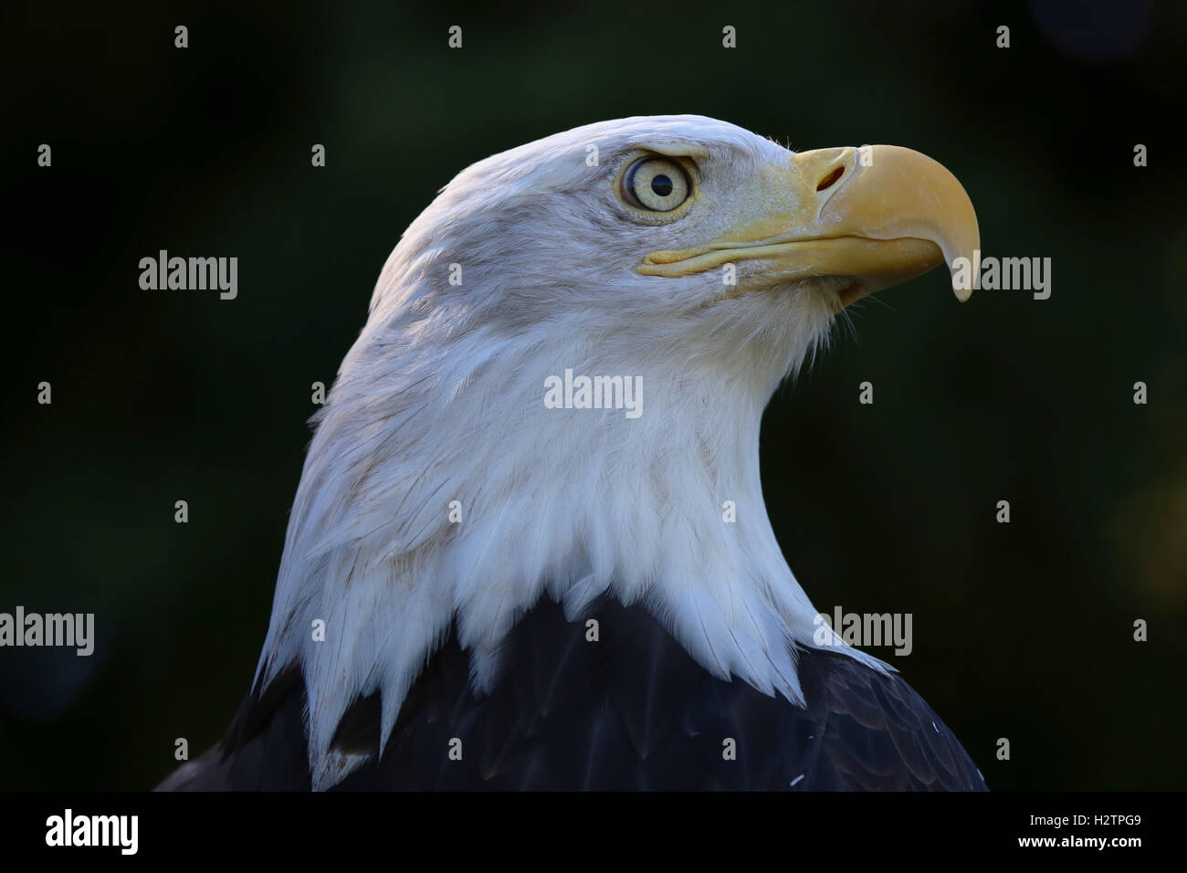 Aquila calva lato verticale con sfondo nero Foto Stock