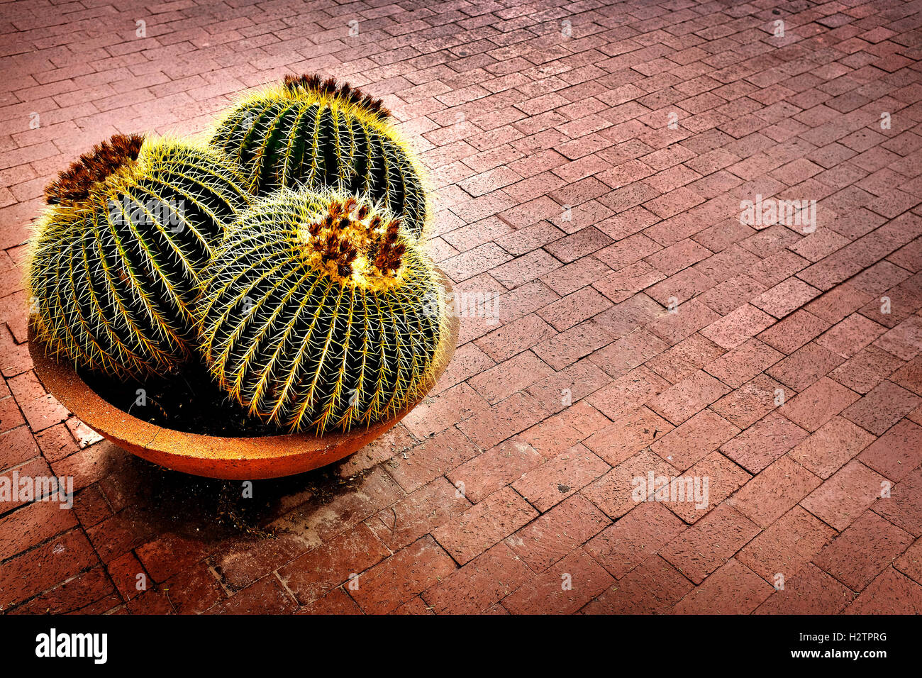 Diversi cactus cactus pianta in vaso sul patio di casa per la decorazione Foto Stock