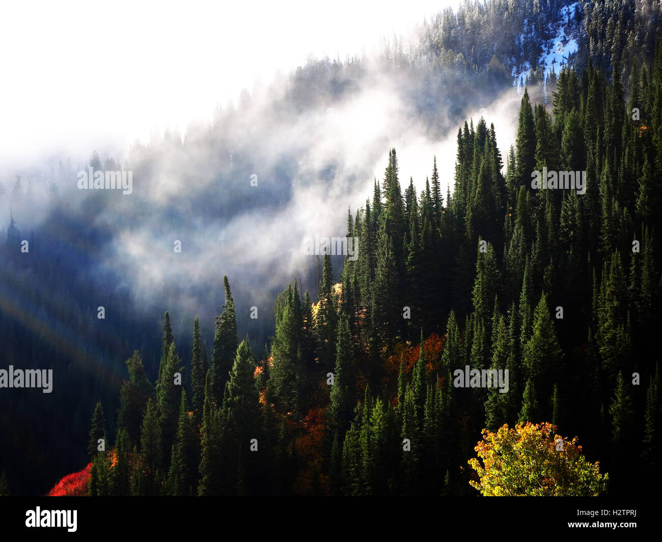 Bosco in autunno con la luce del sole di nebbia e nuvole alberi montagne Foto Stock