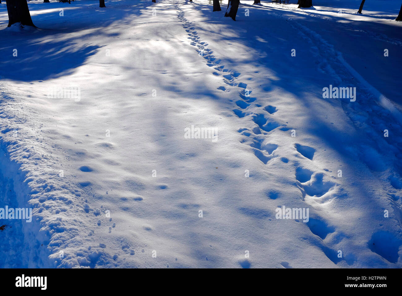 Orme nella neve con alberi e panchine Foto Stock