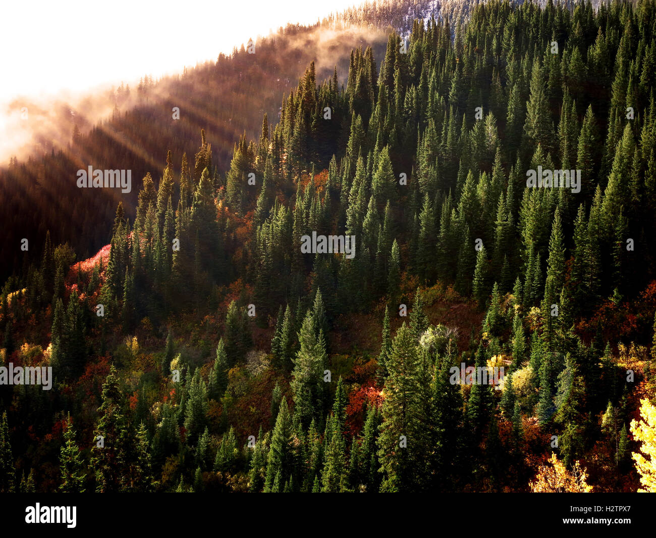 Bosco in autunno con la luce del sole di nebbia e nuvole alberi montagne Foto Stock