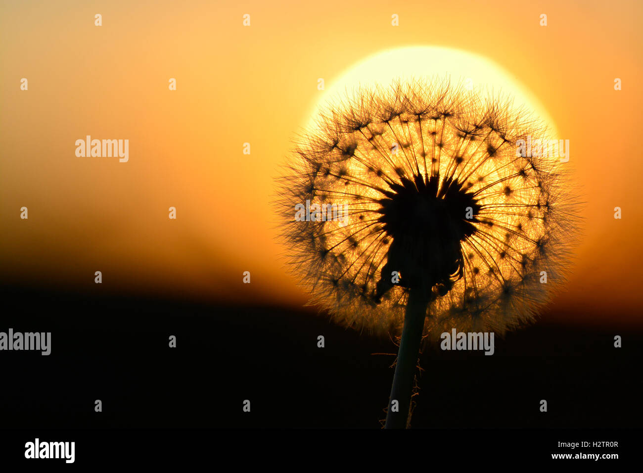 Dettaglio di tarassaco semi di erbacce in presenza di luce solare Foto Stock